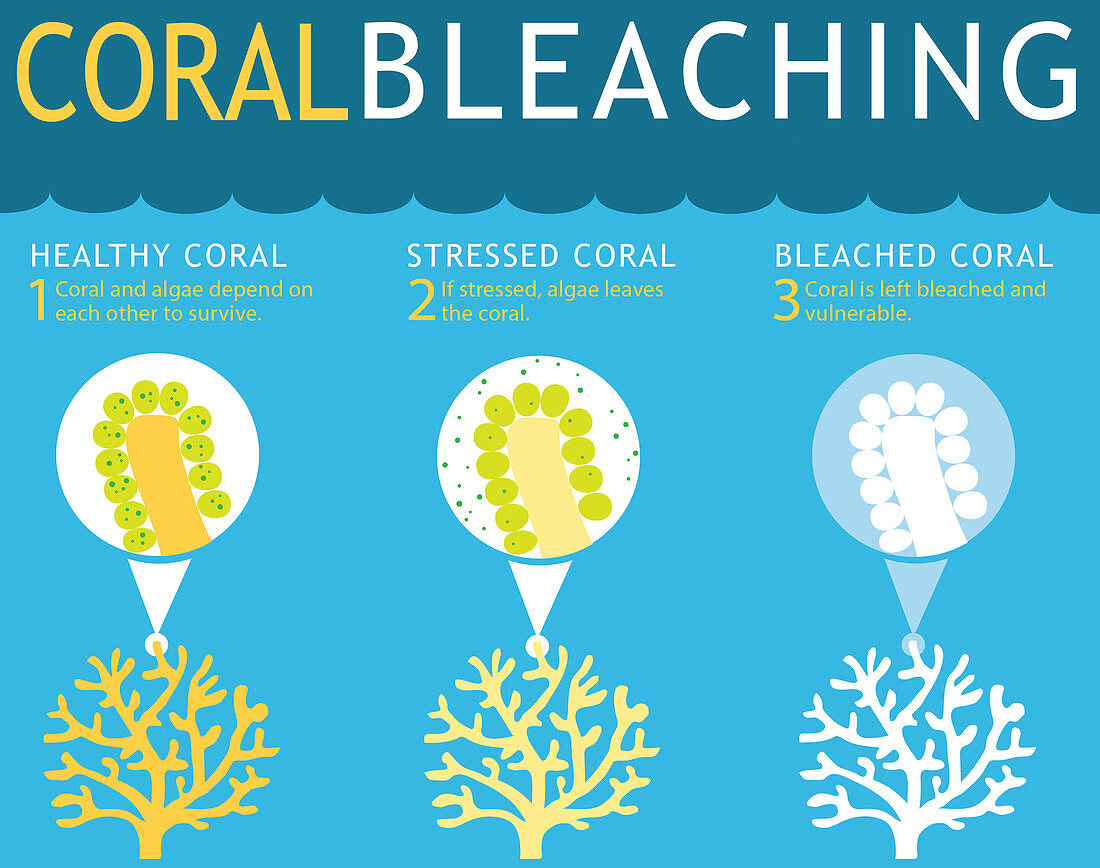 Coral Reef Bleaching Infographic