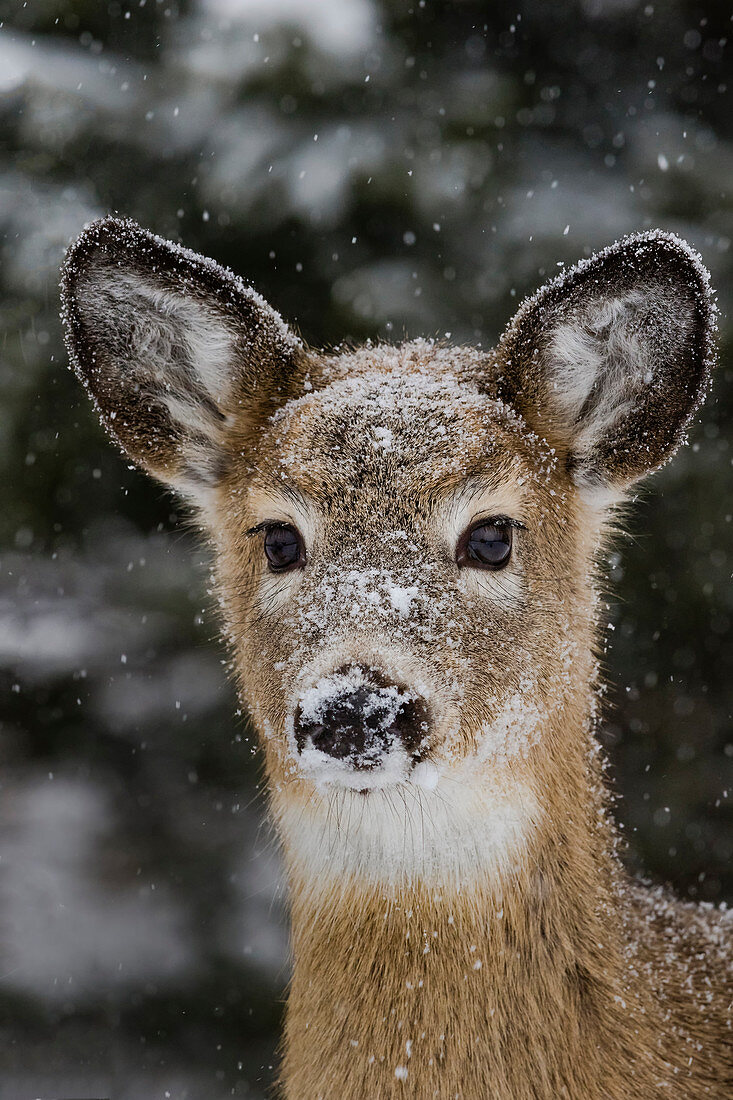 White-tailed deer fawn