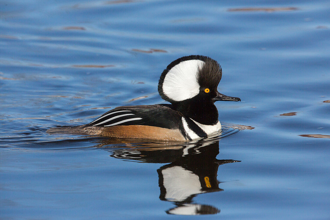 Hooded merganser