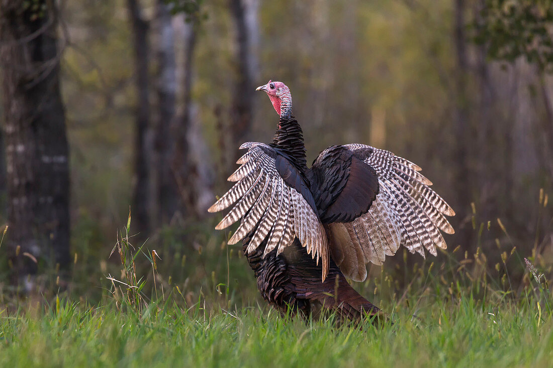 Eastern wild turkey in northern Wisconsin