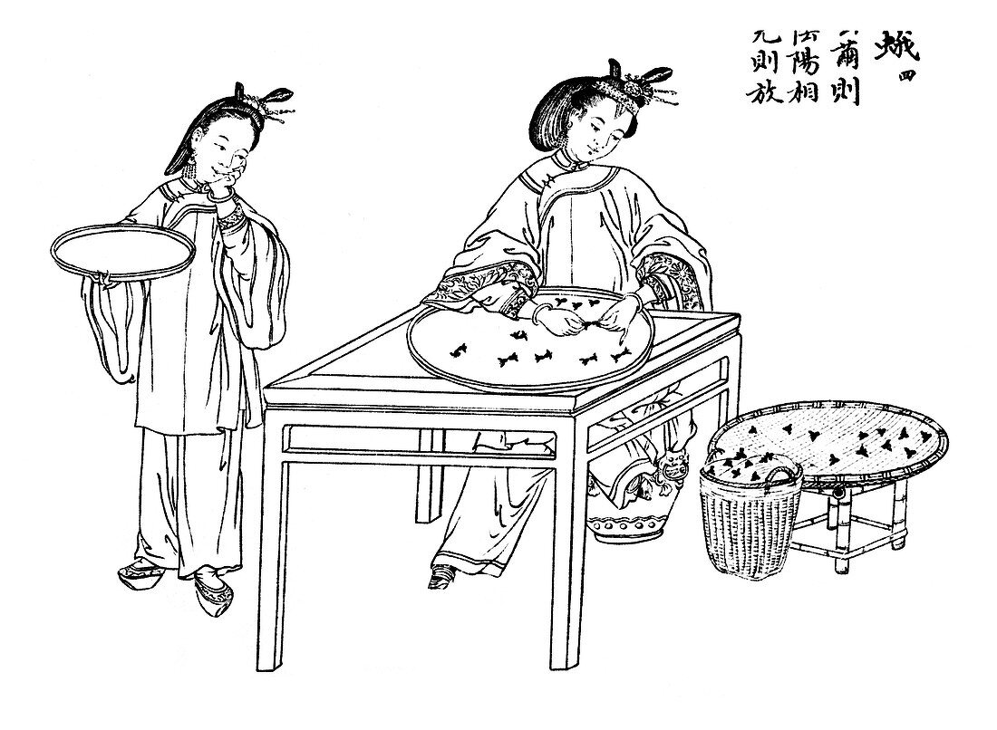 Sorting Silkworm Cocoons, Silk Making in China