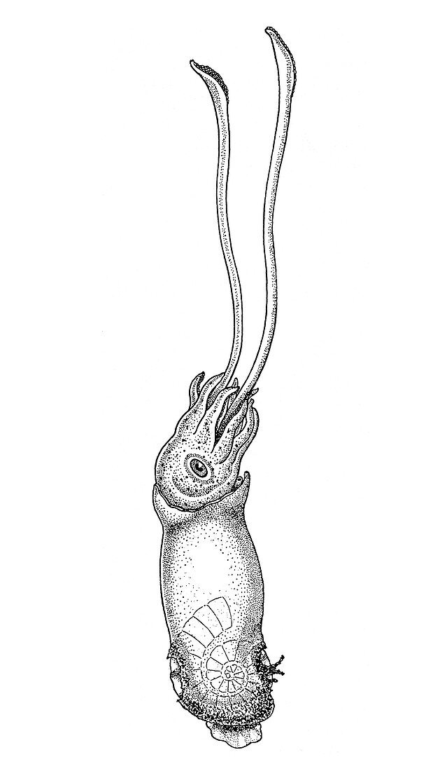 Squid, Cephalopod