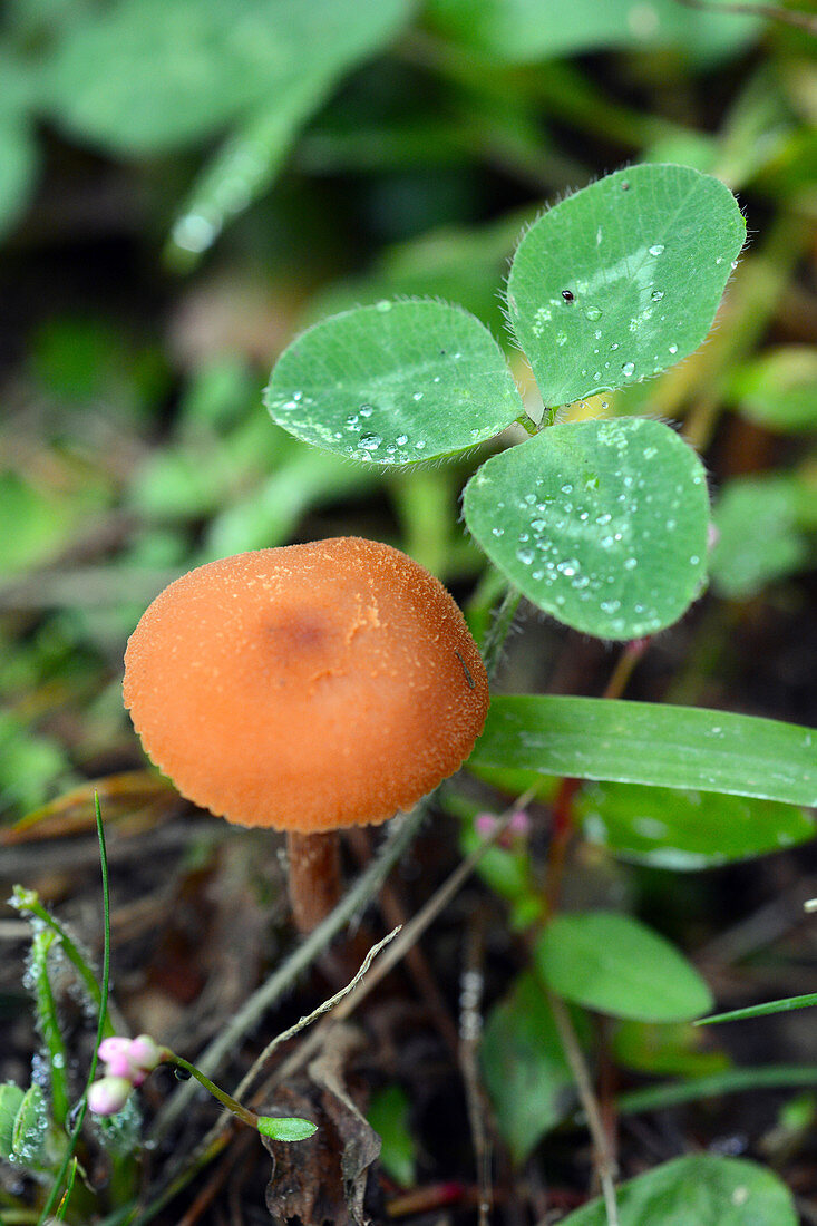 Colourful Waxy Cap Fungus