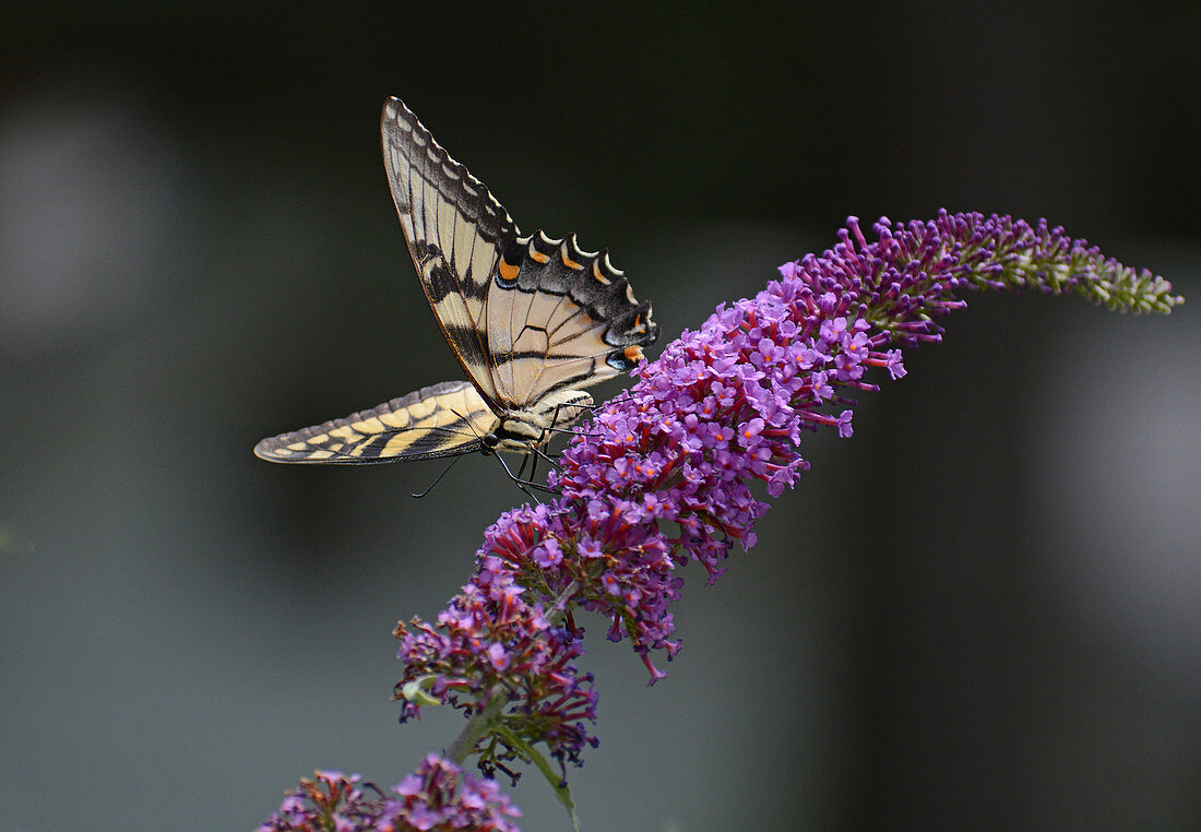Eastern Tiger Swallowtail on Buddleia