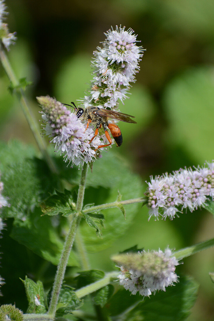 Great Golden Digger Wasp on Mint