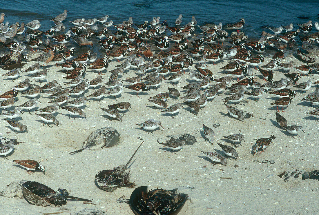 Shorebirds & Horseshoe Crabs