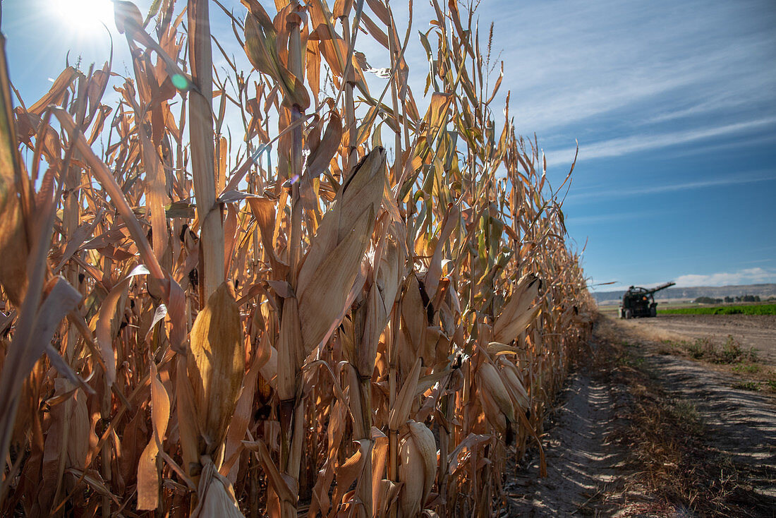 Feed corn drying in the Nebraska