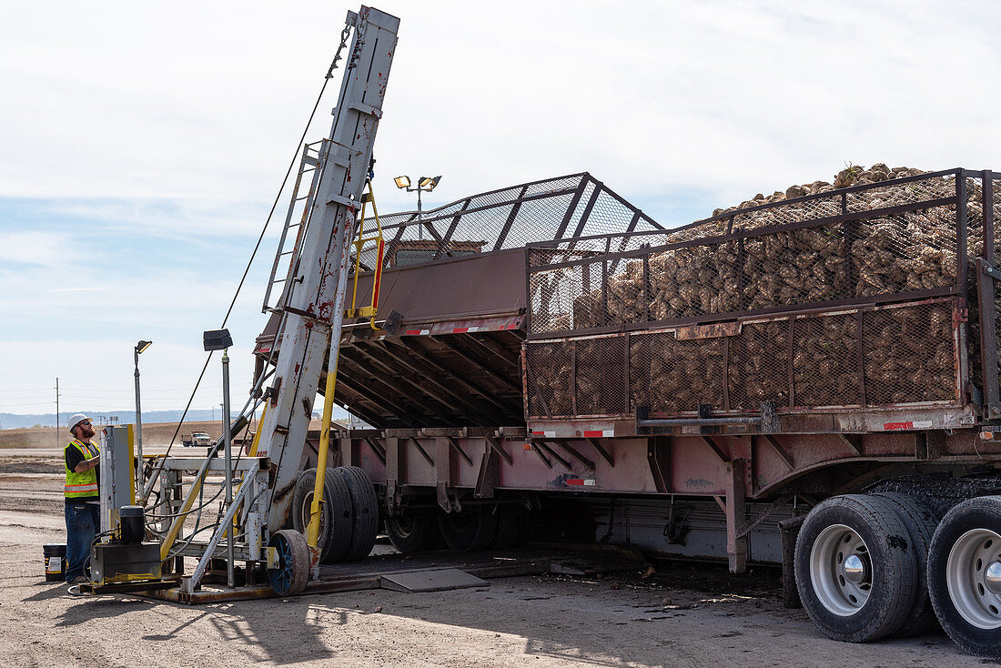 Unloading sugar beet baskets at a sugar beet stacker