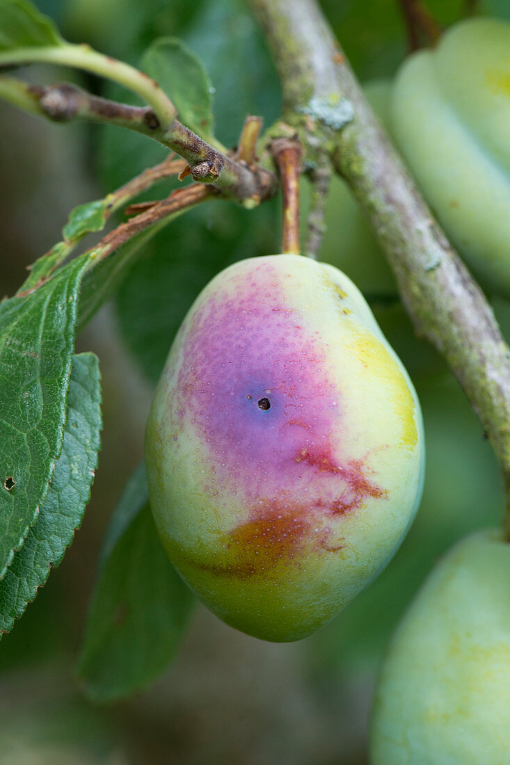 Plum fruit moth