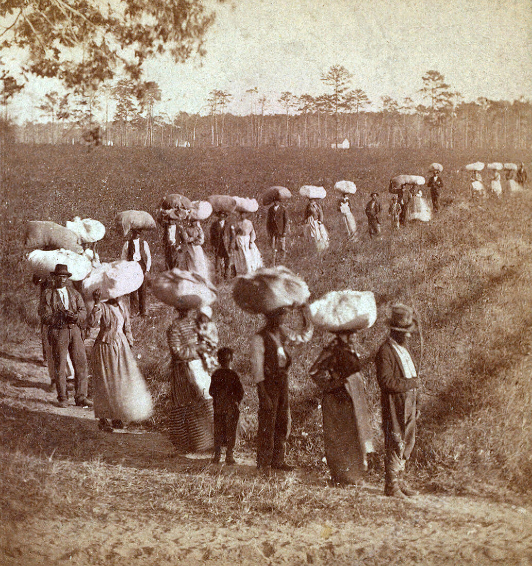 Slavery, South Carolina Cotton Plantation, 1860s