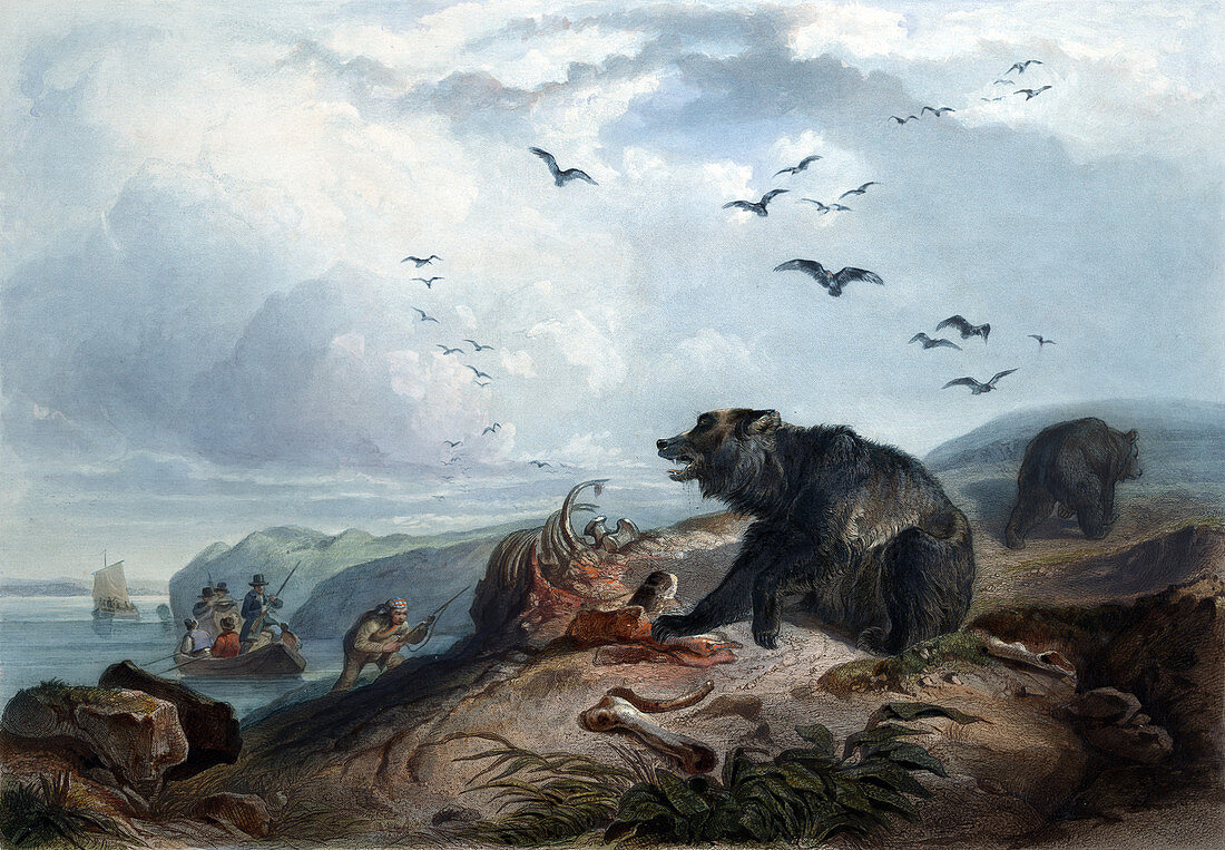 Grizzly Bear Hunt, 1830s