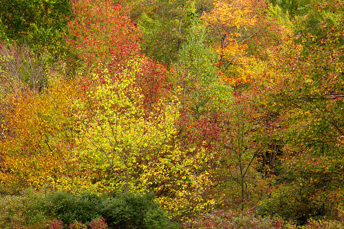 Northern Hardwood Autumn Foliage
