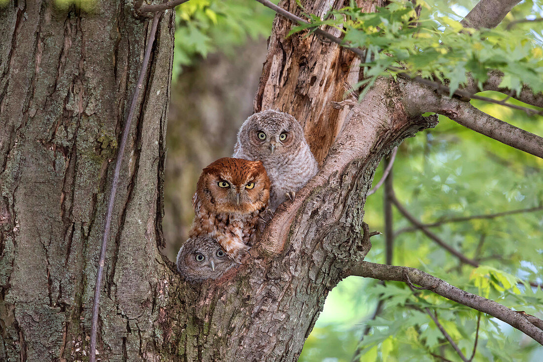 Eastern Screech-Owl, Otus asio