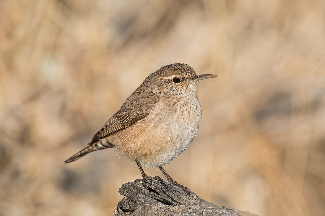 Rock Wren, Salpinctes obsoletus