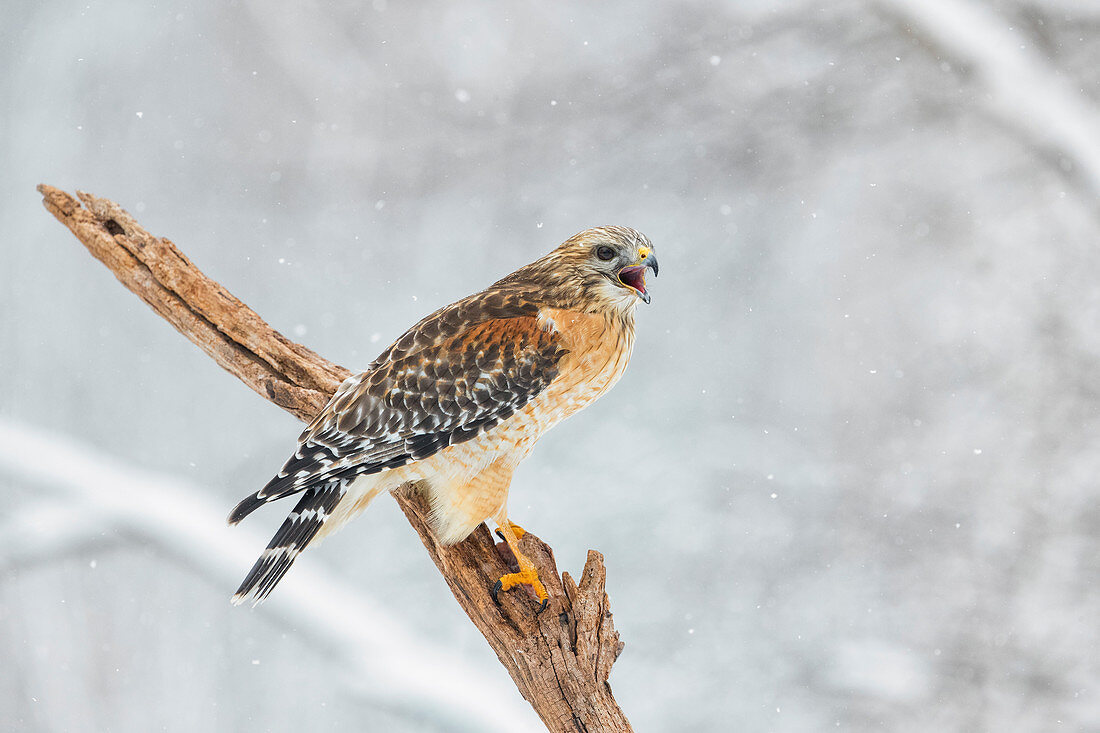 Red-shouldered Hawk, Buteo lineatus