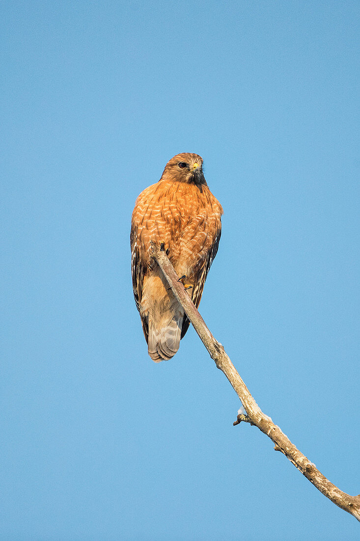 Red-shouldered Hawk, Buteo lineatus