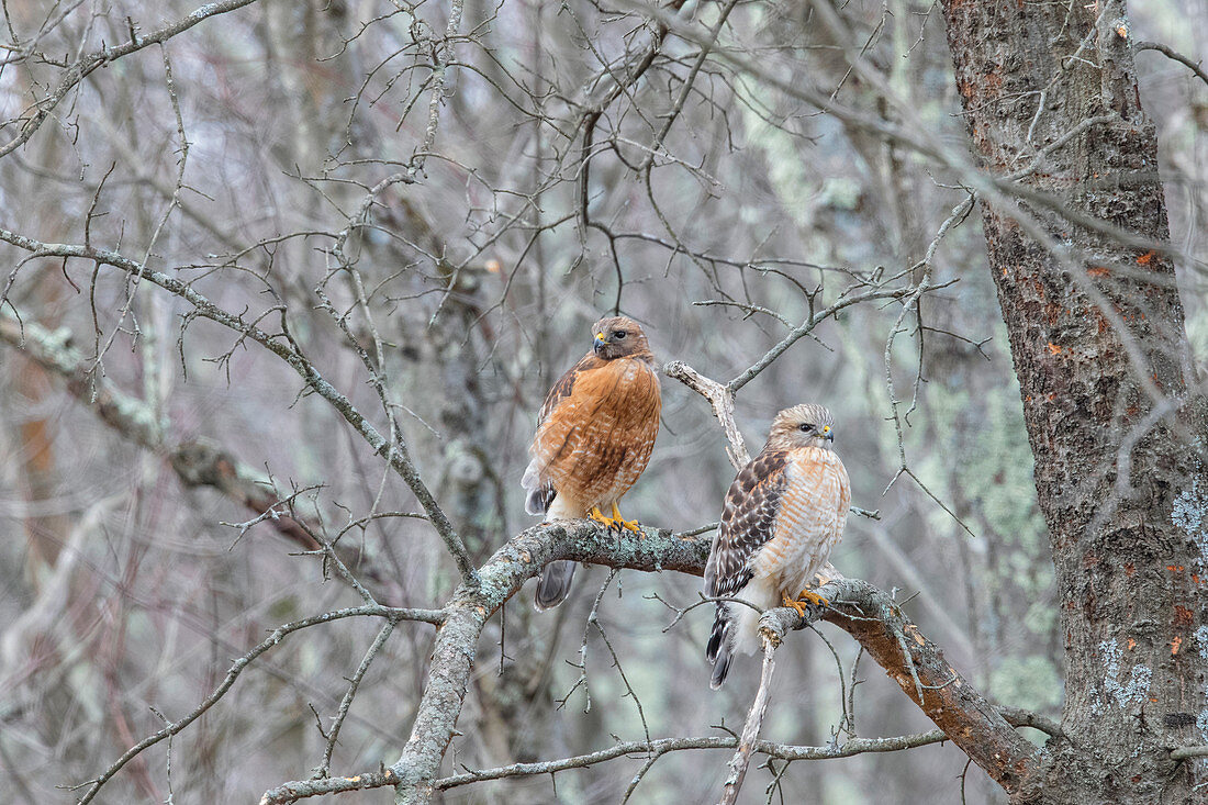 Red-shouldered Hawk, Buteo lineatus