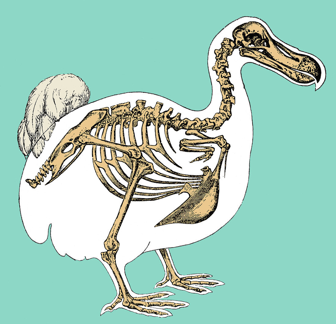 Skeleton and Outline of Dodo Bird