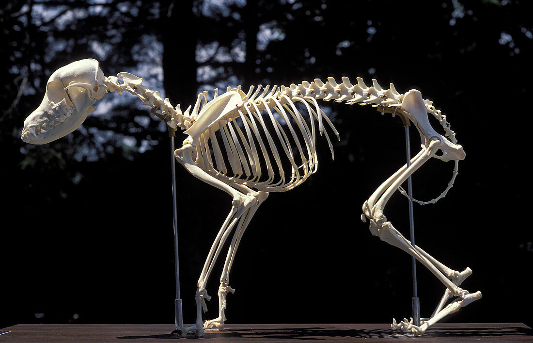 Beagle Skeleton