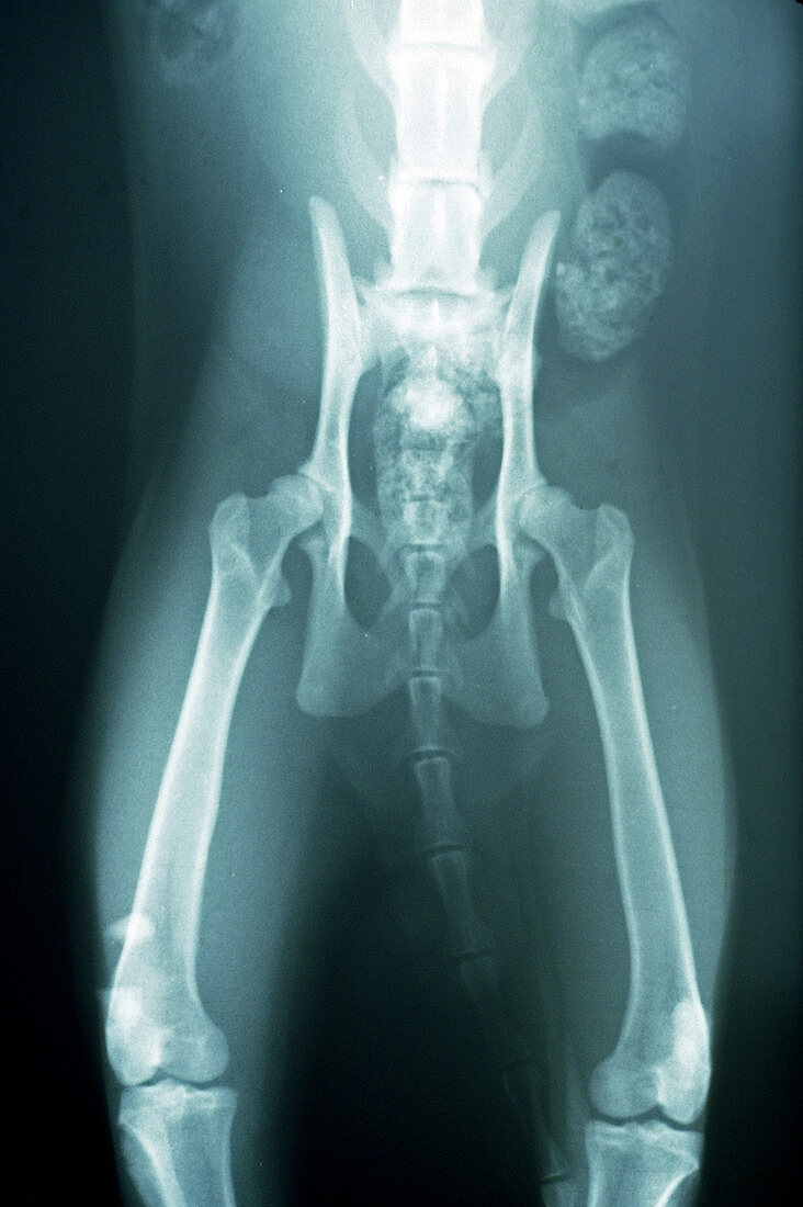 X-Ray of Cat with Hip Dysplasia