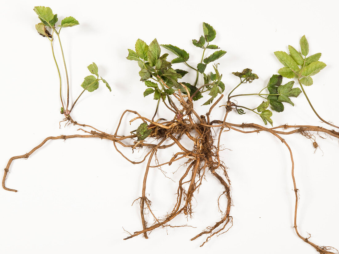 Ground elder & rhizomes