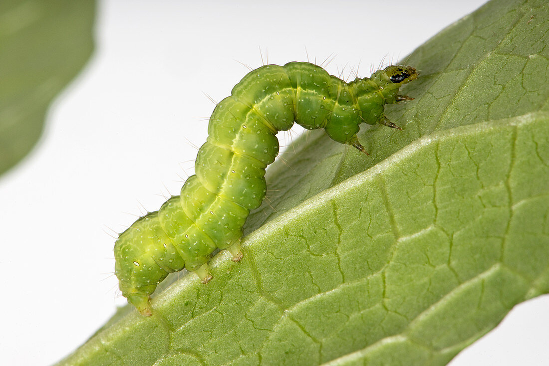 Silver Y moth caterpillar