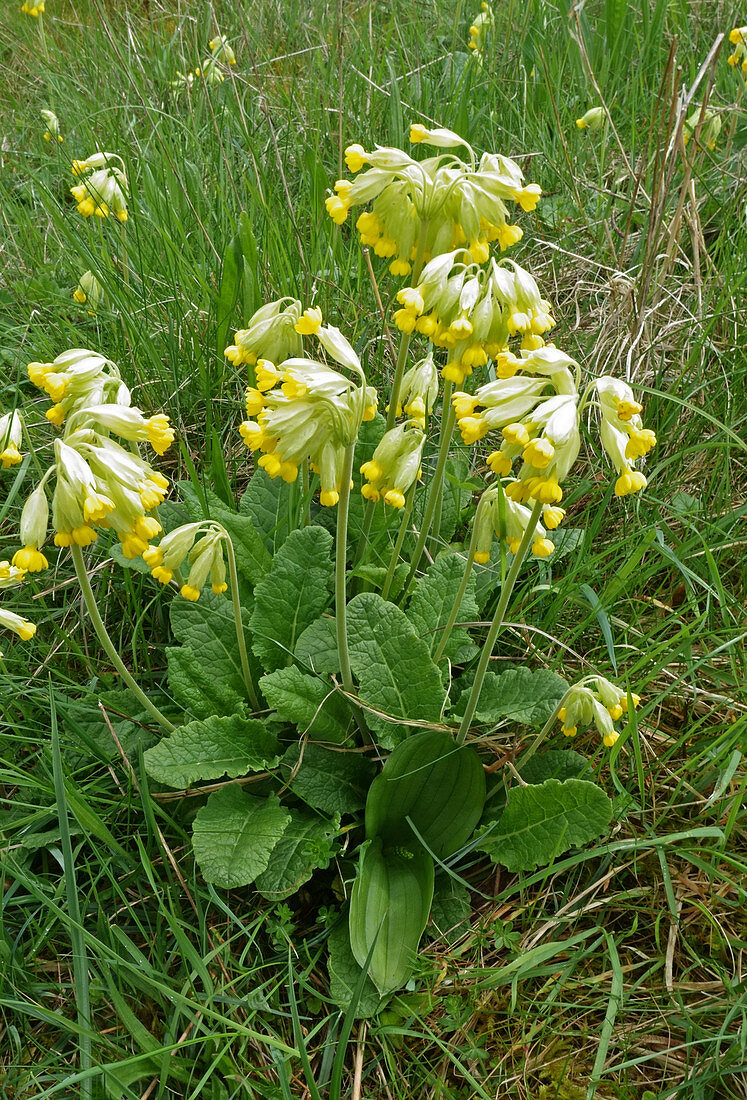 Cowslip and twayblade
