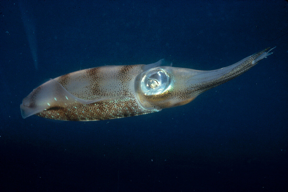 Atlantic Brief Squid