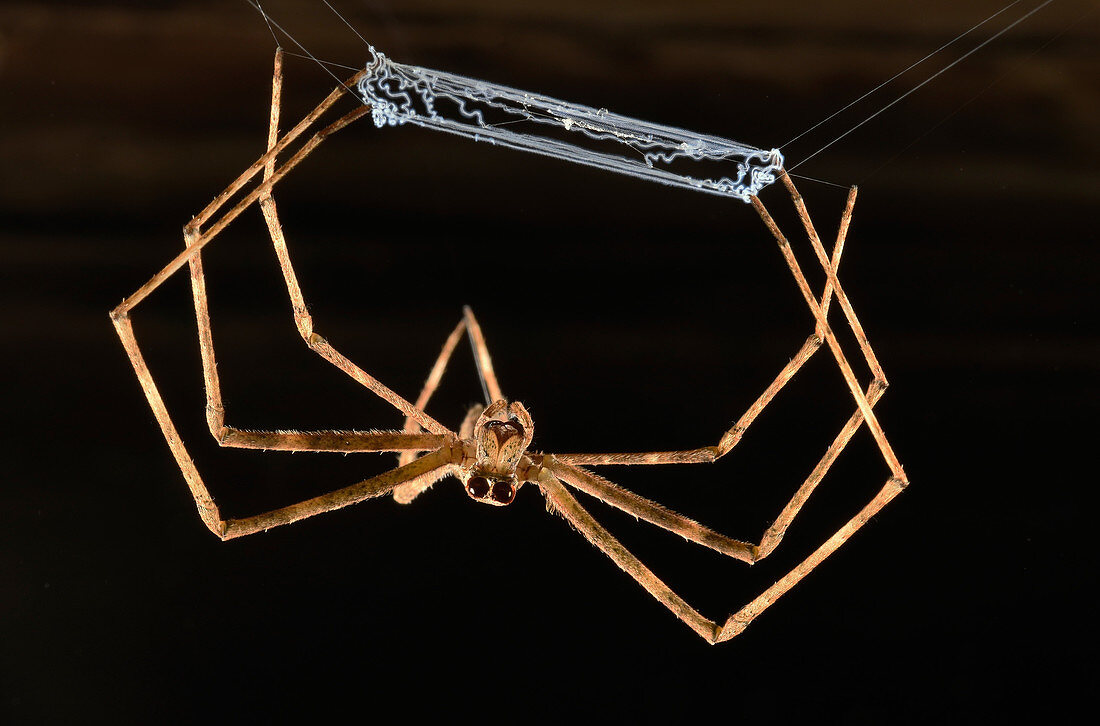 Net-casting Spider