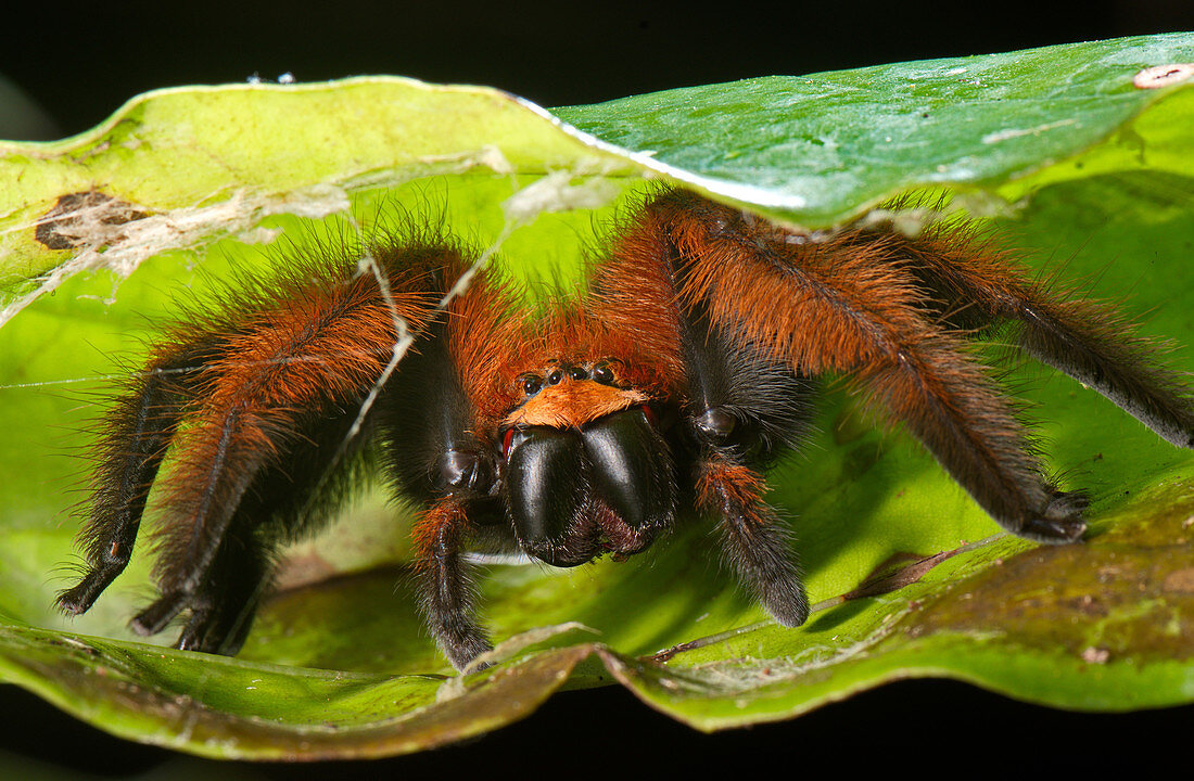 Madagascar Huntsman Spider