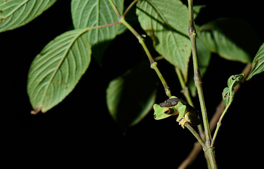 White-lipped Bright-eyed Frog