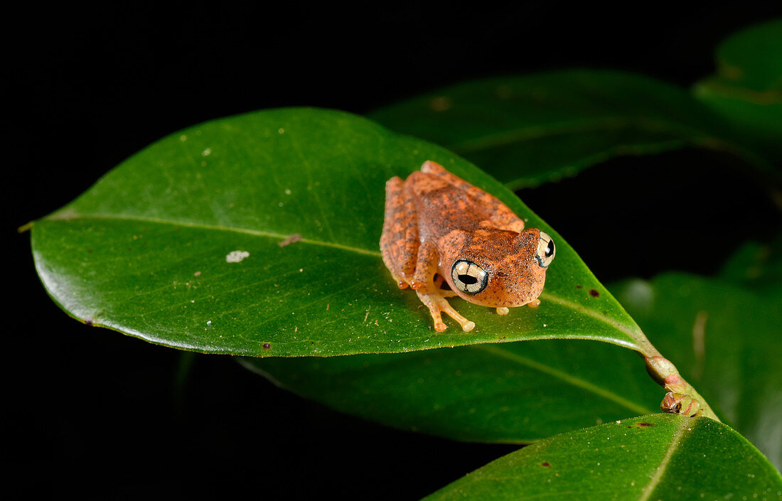 Madagascar Treefrog