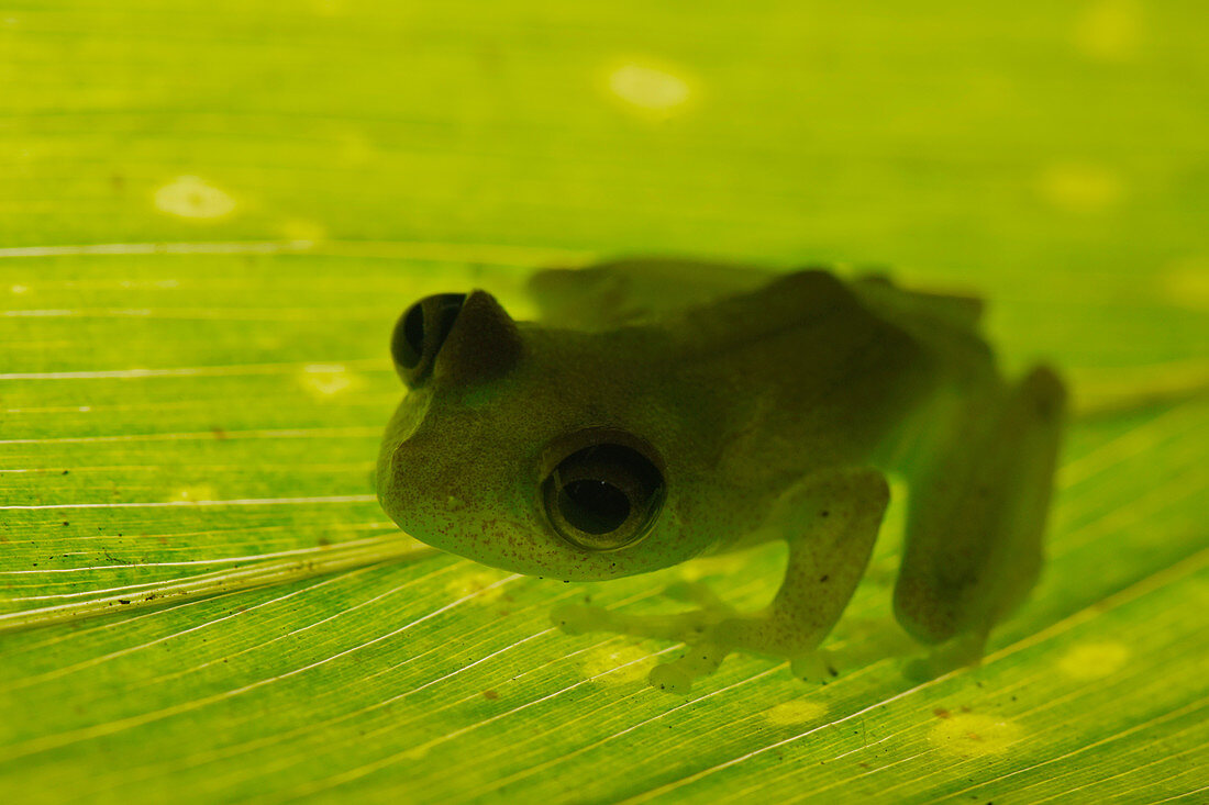 Green Bright-eyed Frog