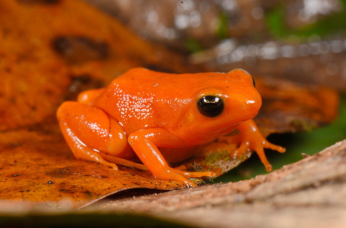 Golden Mantella