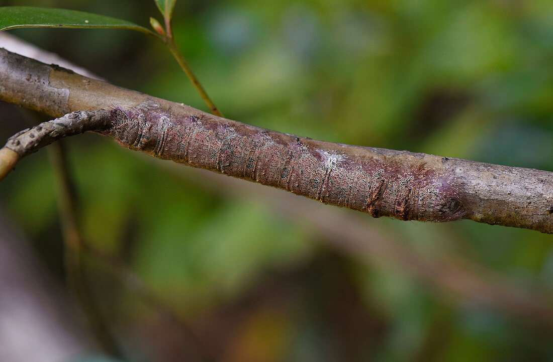 Branch Caterpillar