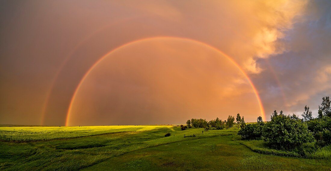 Double rainbow over canola field