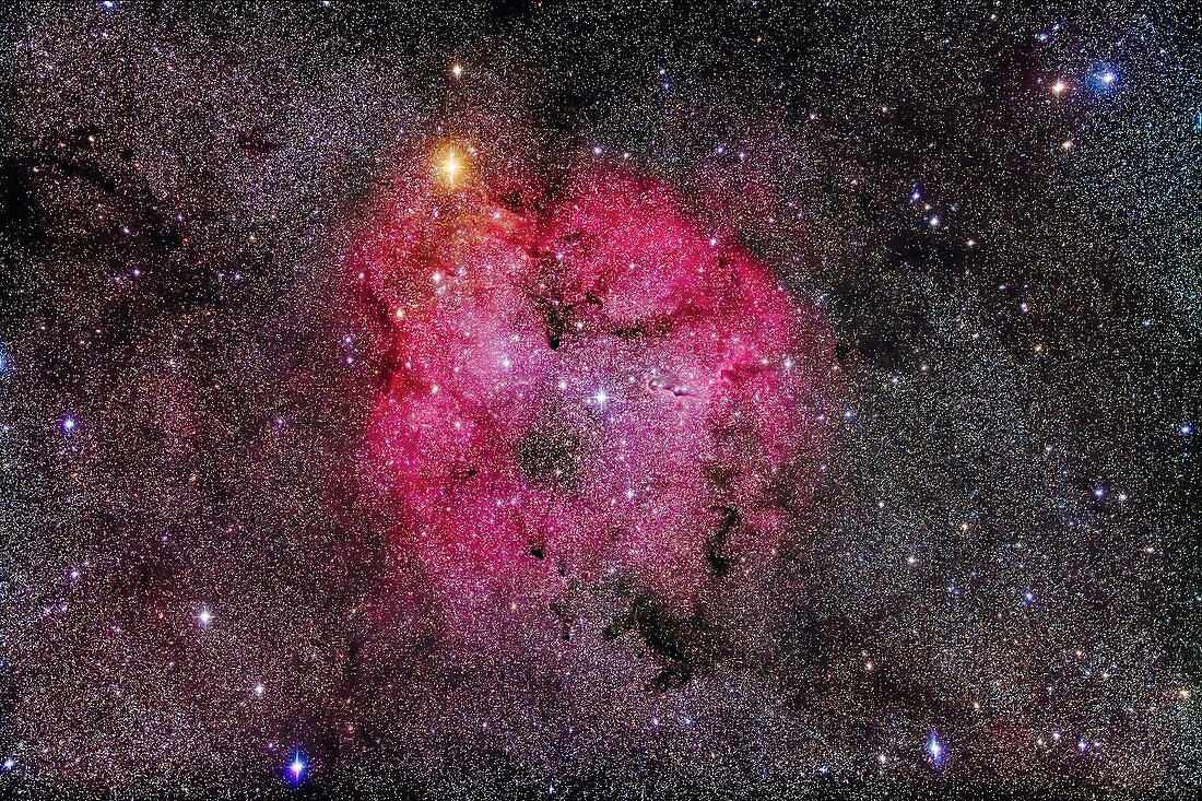 Star-forming region IC 1396 in Cepheus