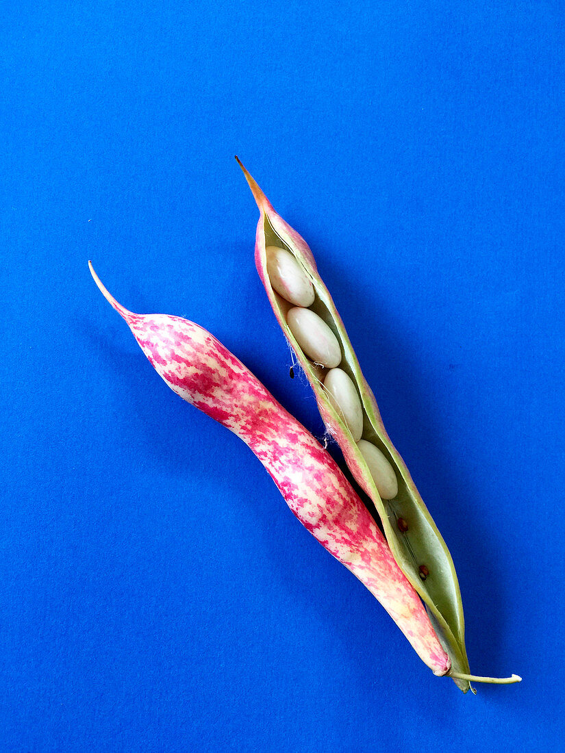 Two ripe soybean pods on a blue background
