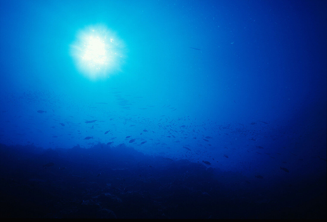 Reef Slope Underwater Scene