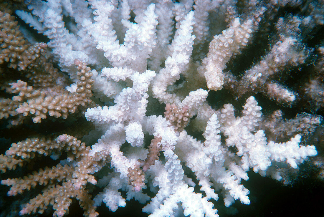 Staghorn Coral, Acropora
