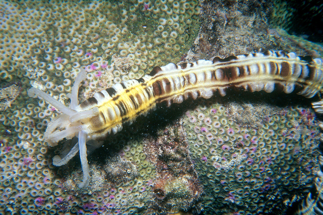 Synaptid Sea Cucumber