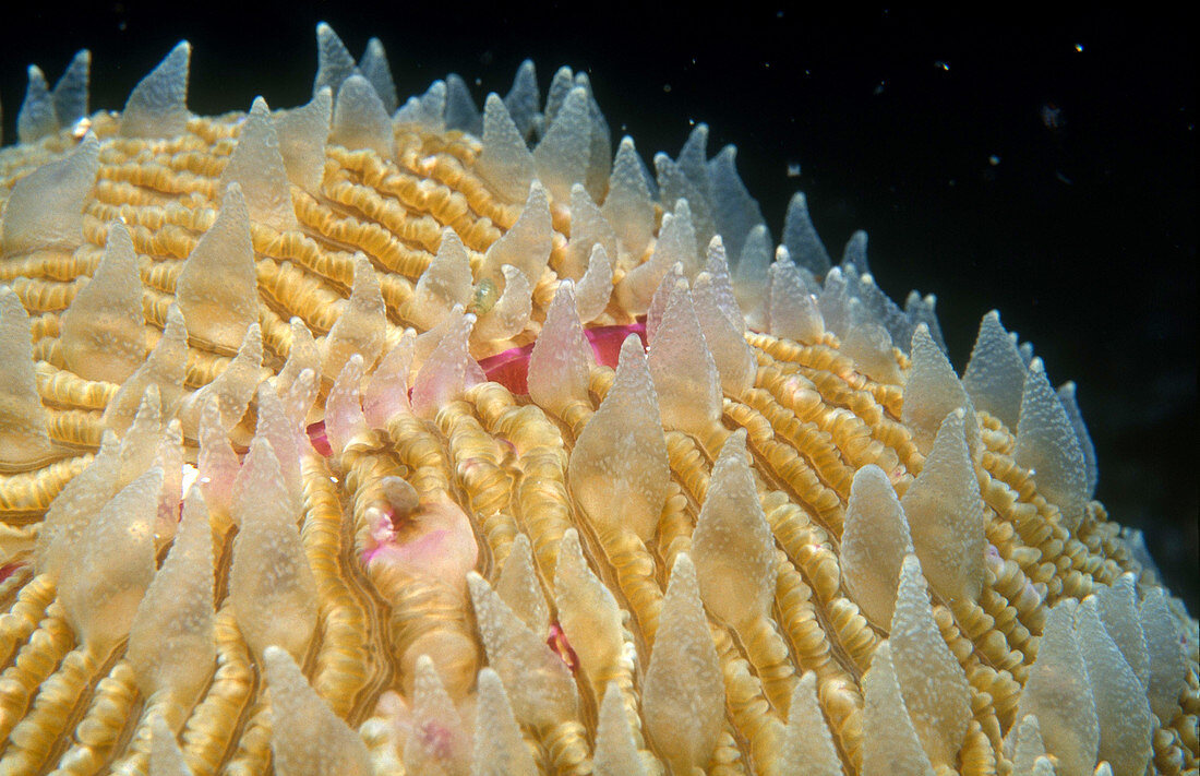 Mushroom Coral Fungia