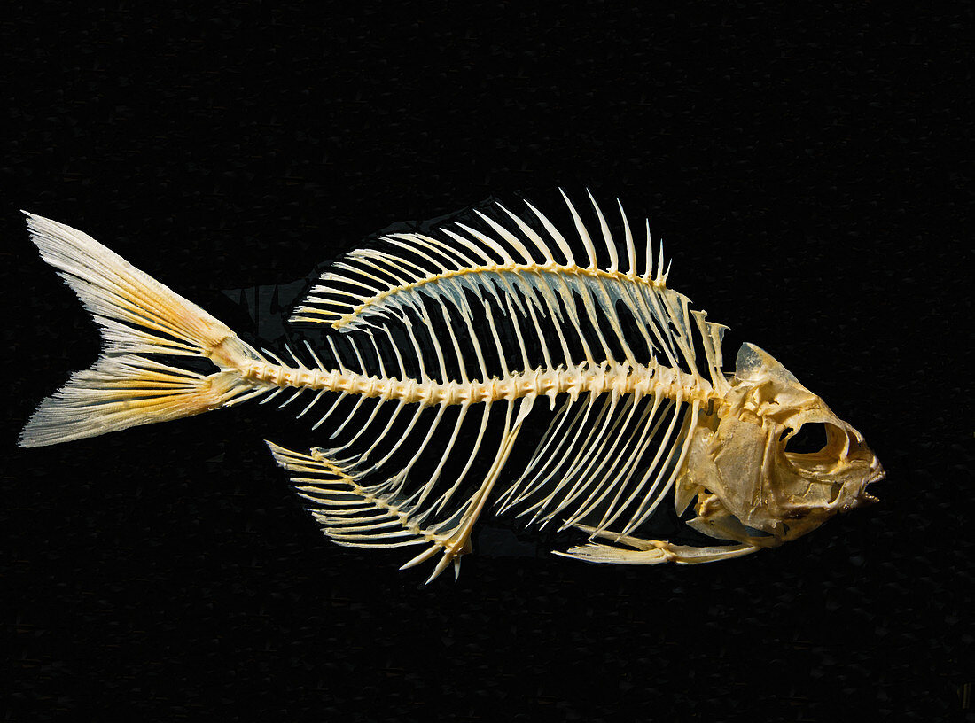 Sheepshead Fish Skeleton