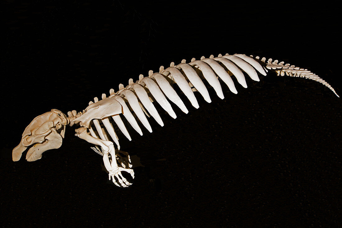 West Indian Manatee Skeleton