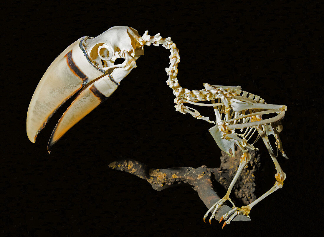 Red Breasted Toucan Skeleton