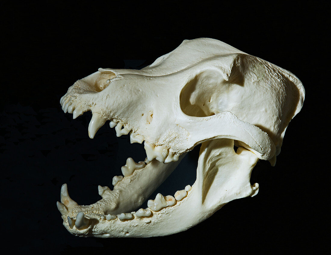Pit Bull, Domestic Dog Skull
