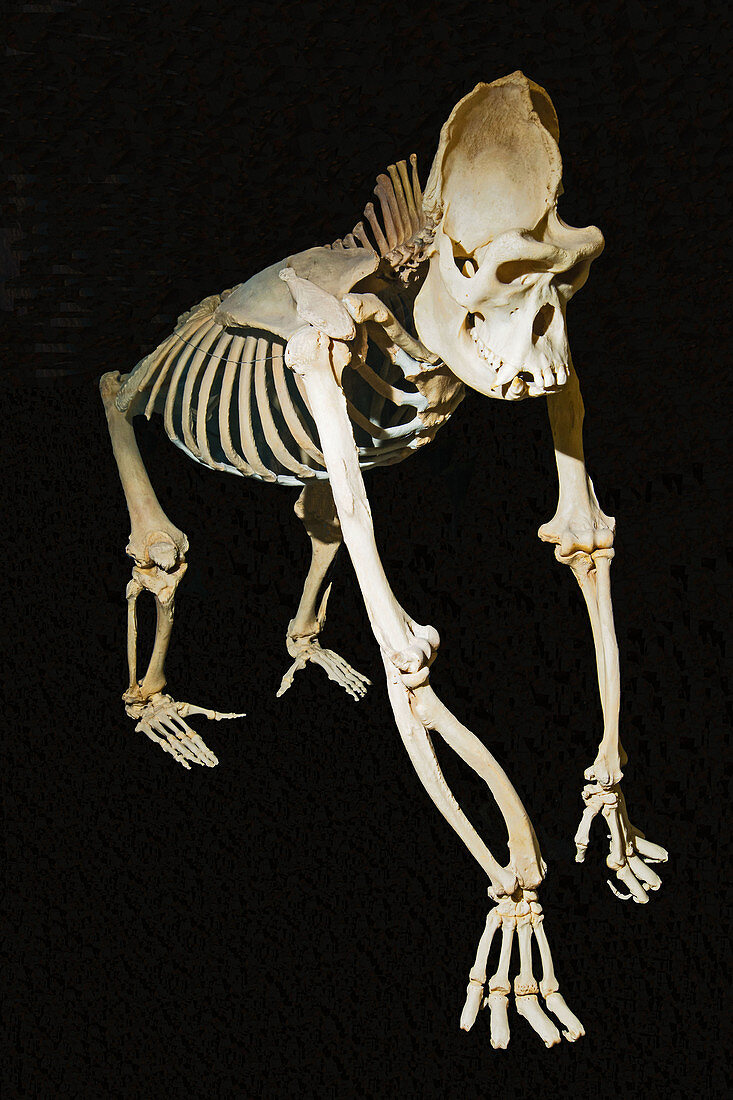 Male Lowland Gorilla Skeleton