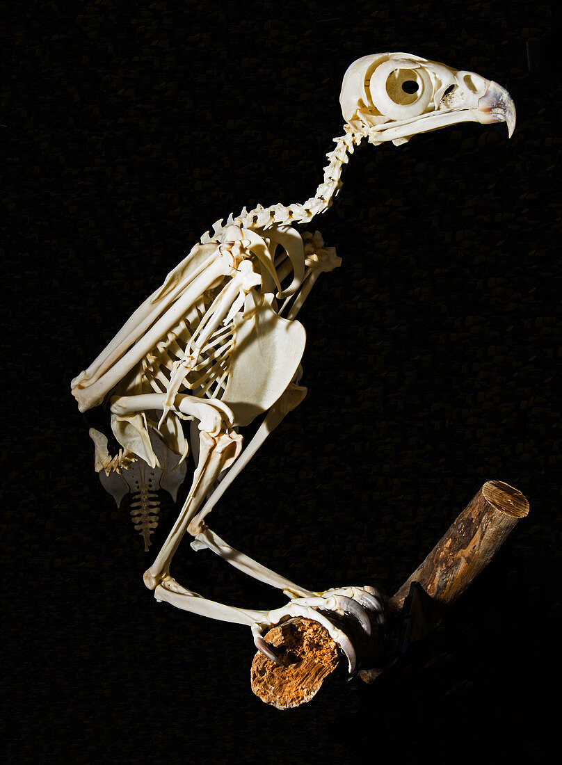 Red Tailed Hawk Skeleton