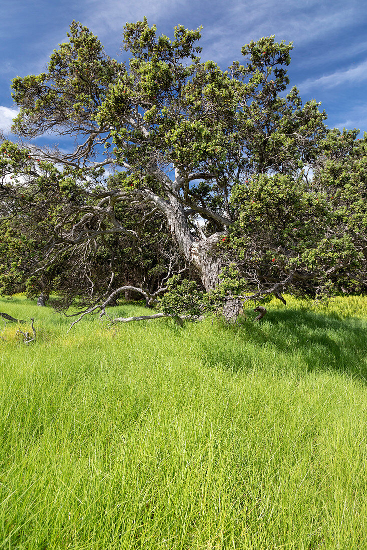 Ohi'a lehua (Metrosideros polymorpha), Hawaii