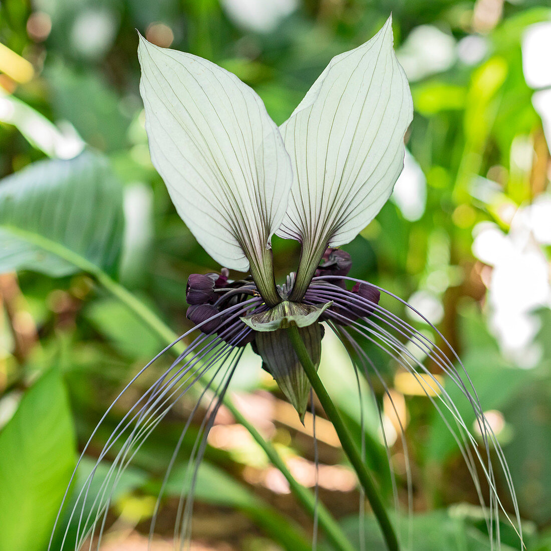White batflower (Tacca integrifolia), Hawaii